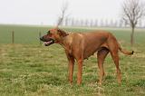 RODESIAN RIDGEBACK 156